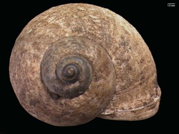 Media type: image; Malacology 167151